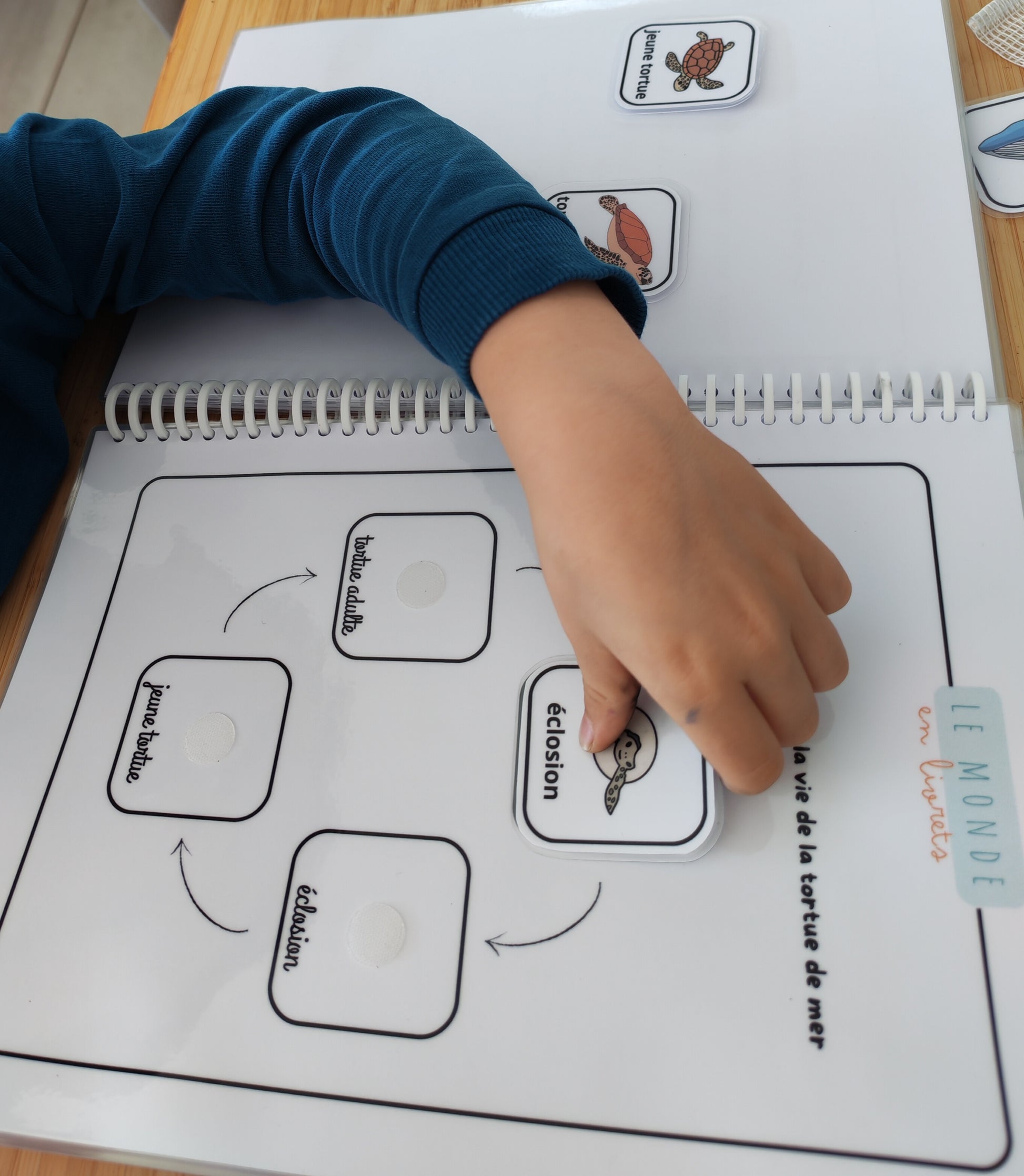 Image du livret d'activite sur le cycle de vie de la tortue de mer